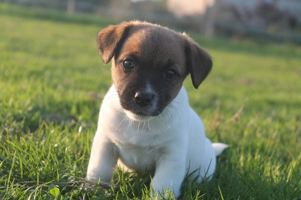 des Douces Merveilles - Chiots disponibles - Jack Russell Terrier
