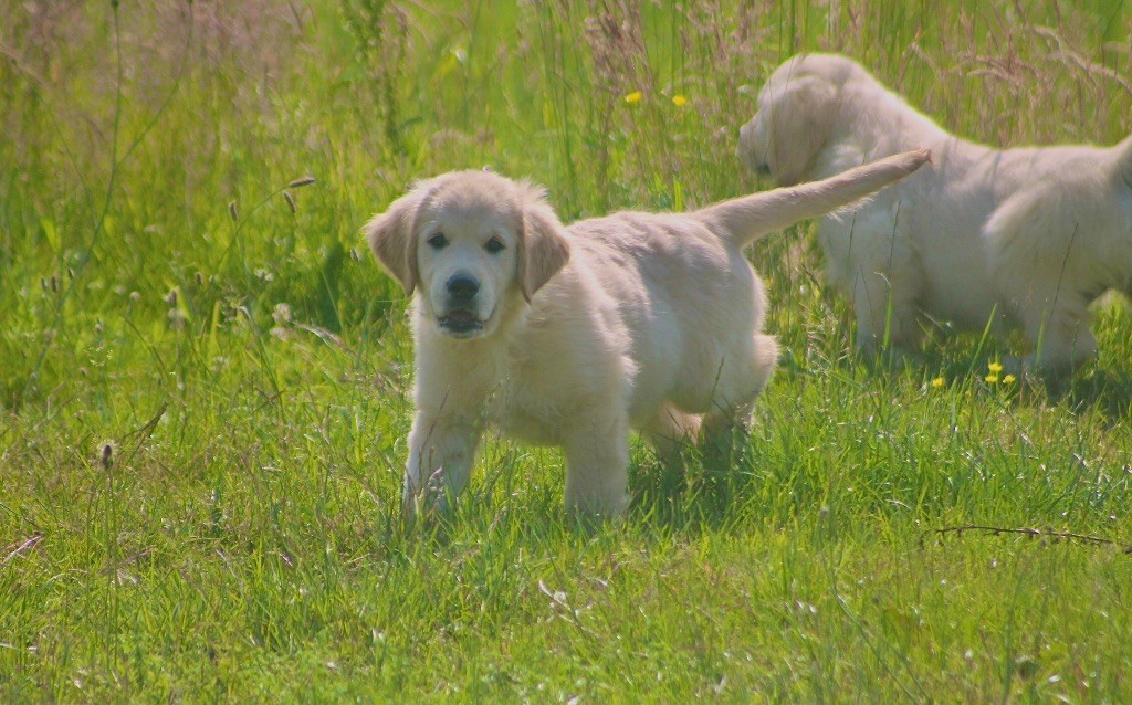 des Douces Merveilles - Chiots disponibles - Golden Retriever