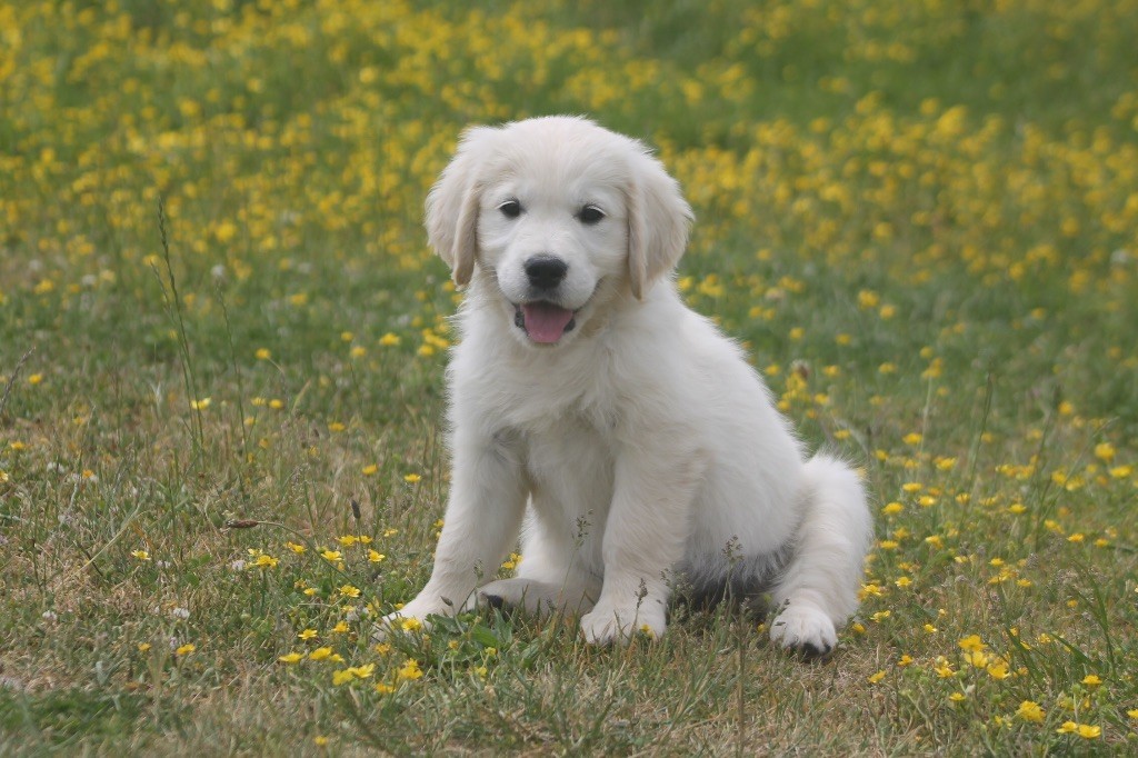 des Douces Merveilles - Chiots disponibles - Golden Retriever