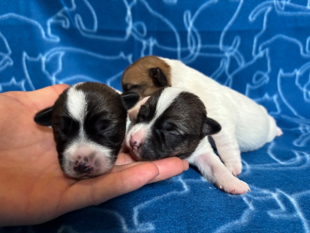 des Douces Merveilles - Chiots disponibles - Jack Russell Terrier