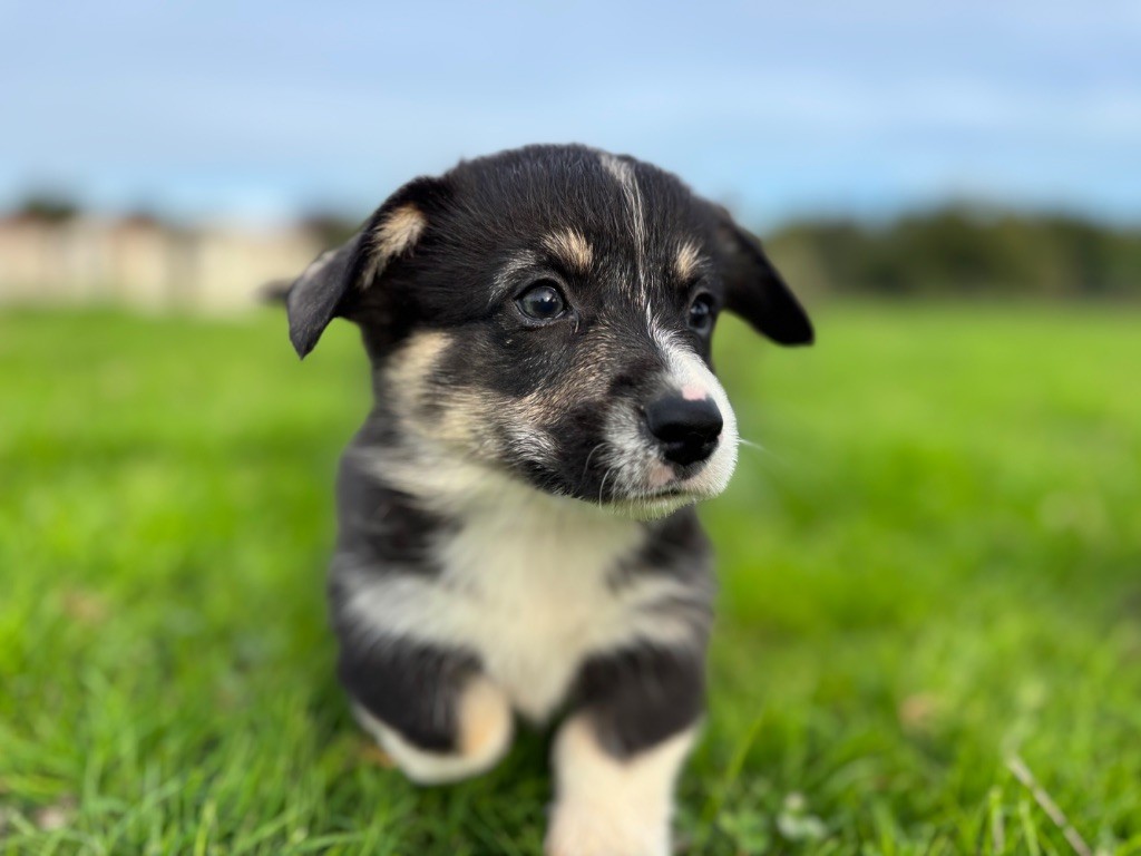 des Douces Merveilles - Chiots disponibles - Welsh Corgi Pembroke