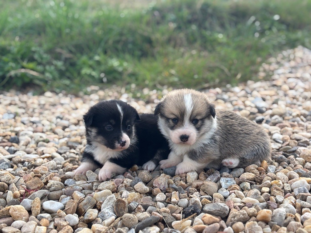 des Douces Merveilles - Chiots disponibles - Welsh Corgi Pembroke