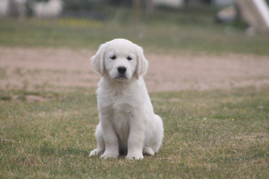 des Douces Merveilles - Chiots disponibles - Golden Retriever