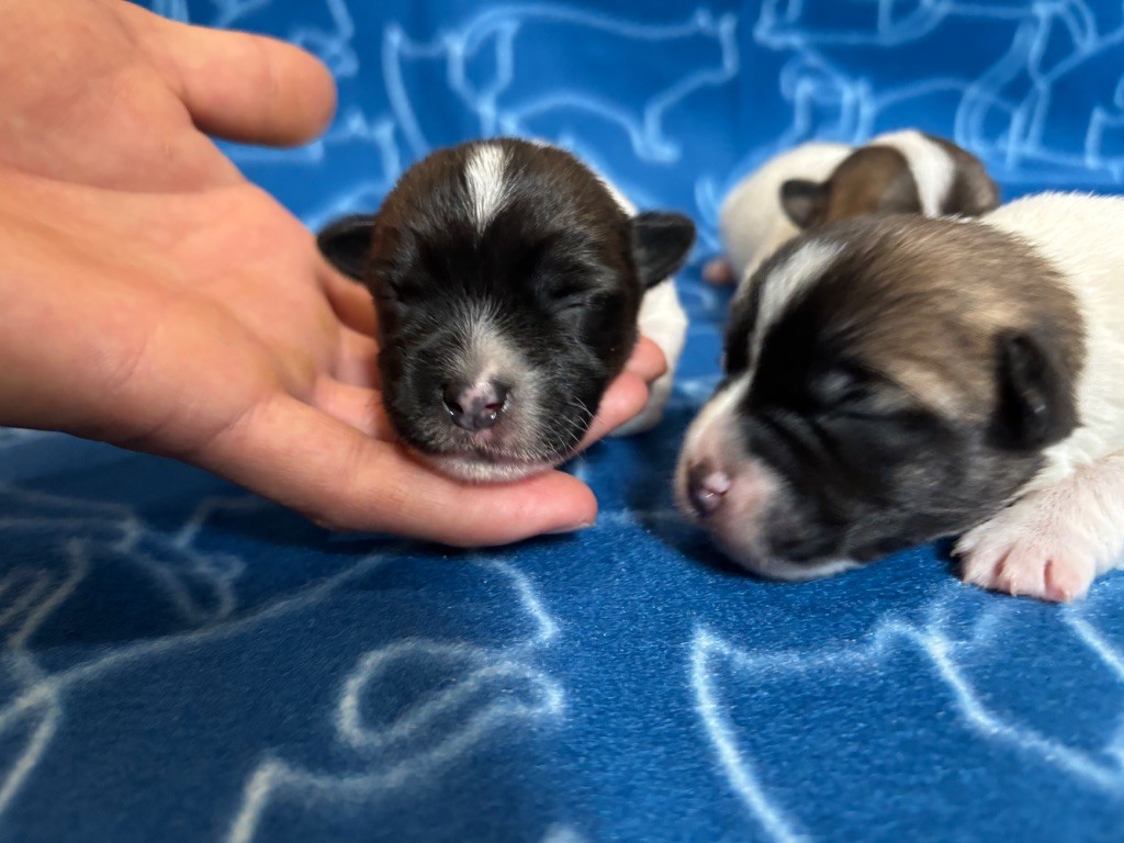 des Douces Merveilles - Chiots disponibles - Jack Russell Terrier