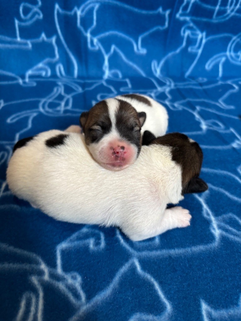 des Douces Merveilles - Chiots disponibles - Jack Russell Terrier