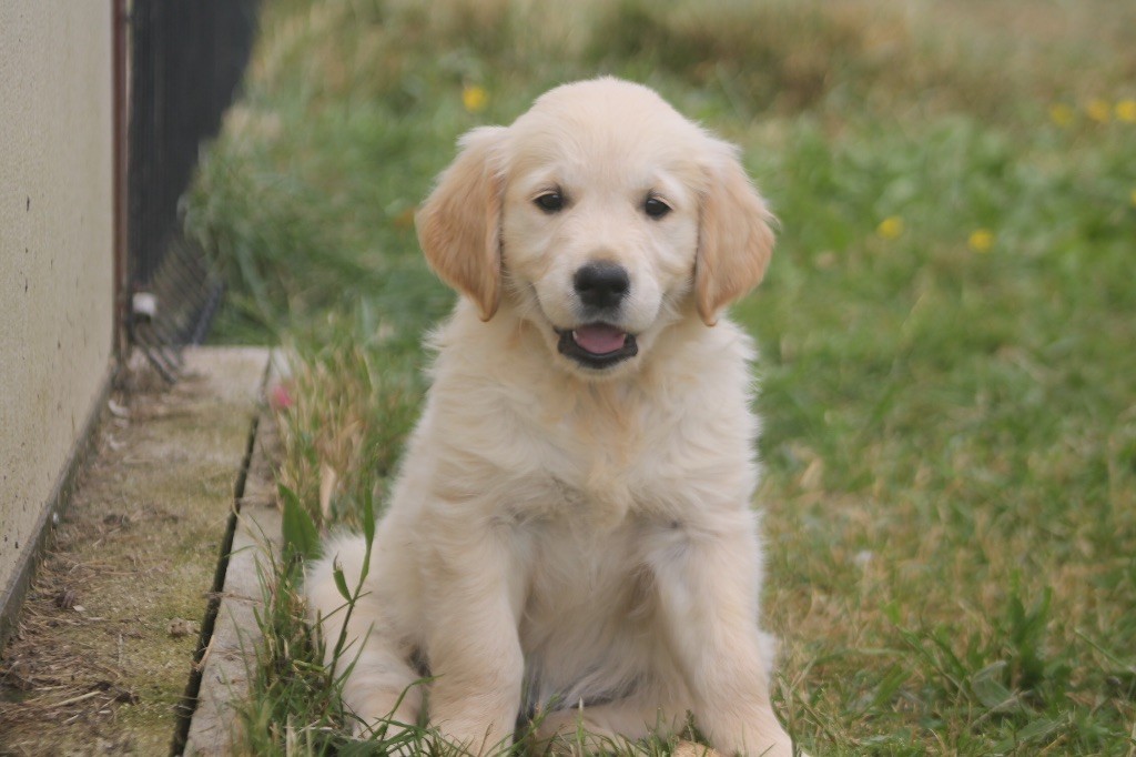 des Douces Merveilles - Chiots disponibles - Golden Retriever