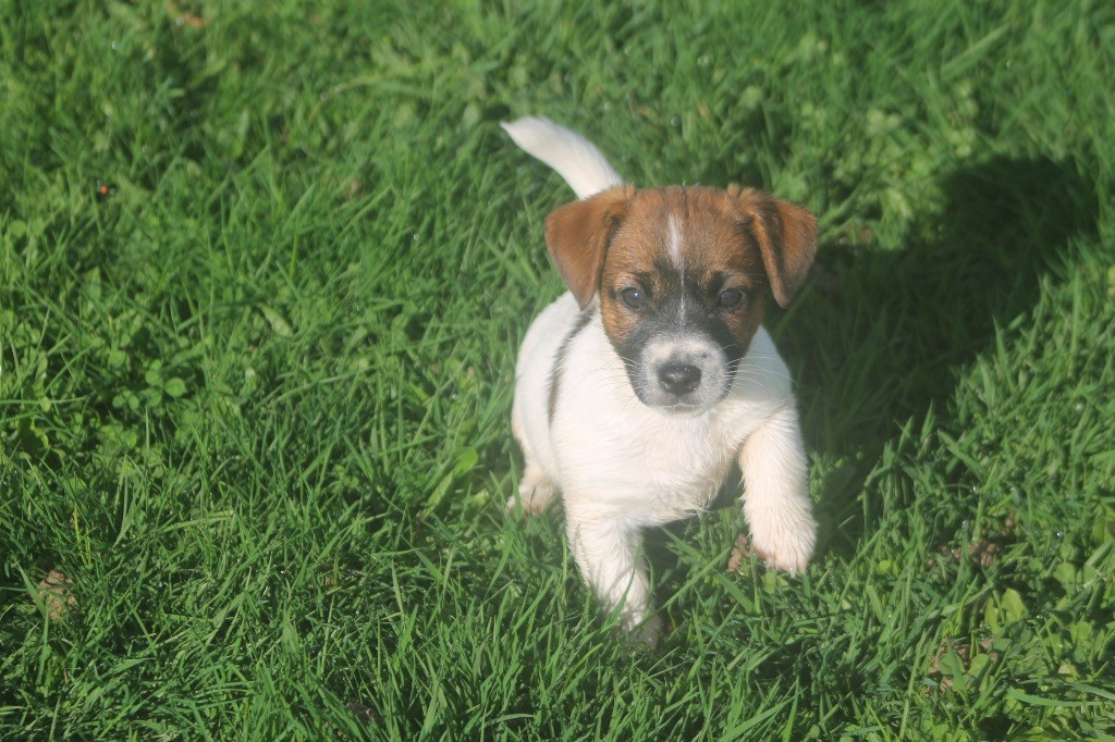 des Douces Merveilles - Chiots disponibles - Jack Russell Terrier