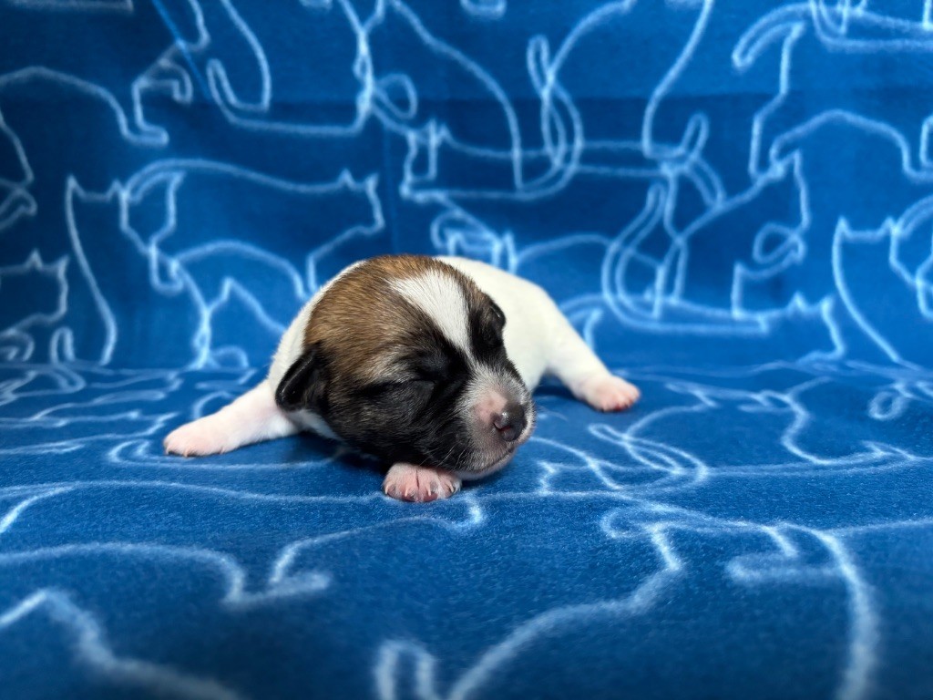 des Douces Merveilles - Chiots disponibles - Jack Russell Terrier