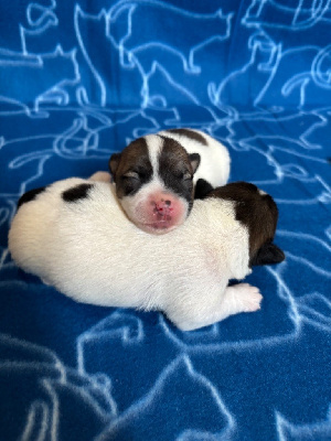 CHIOT