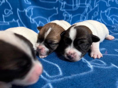 CHIOT