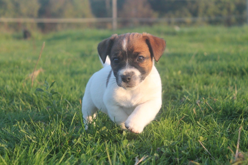 des Douces Merveilles - Chiots disponibles - Jack Russell Terrier