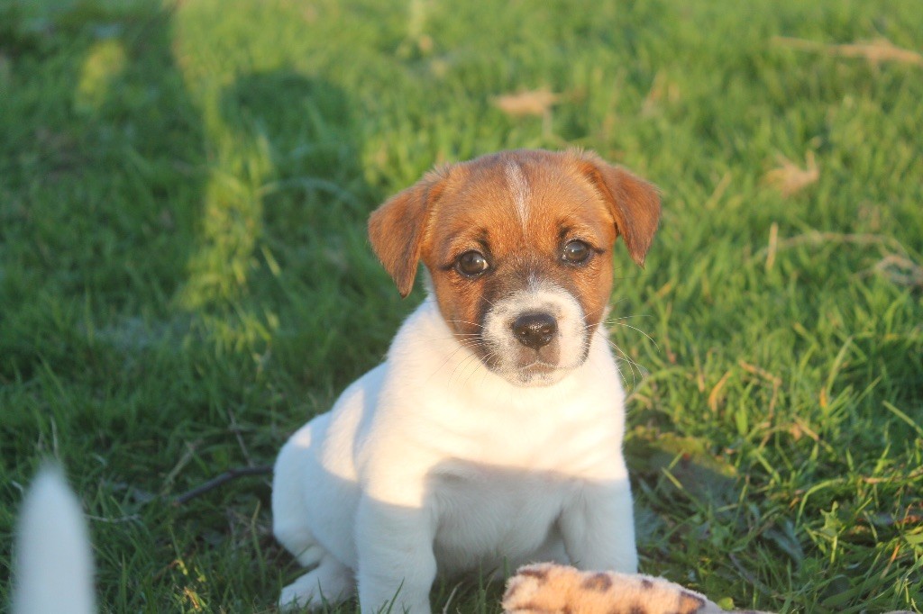 des Douces Merveilles - Chiots disponibles - Jack Russell Terrier