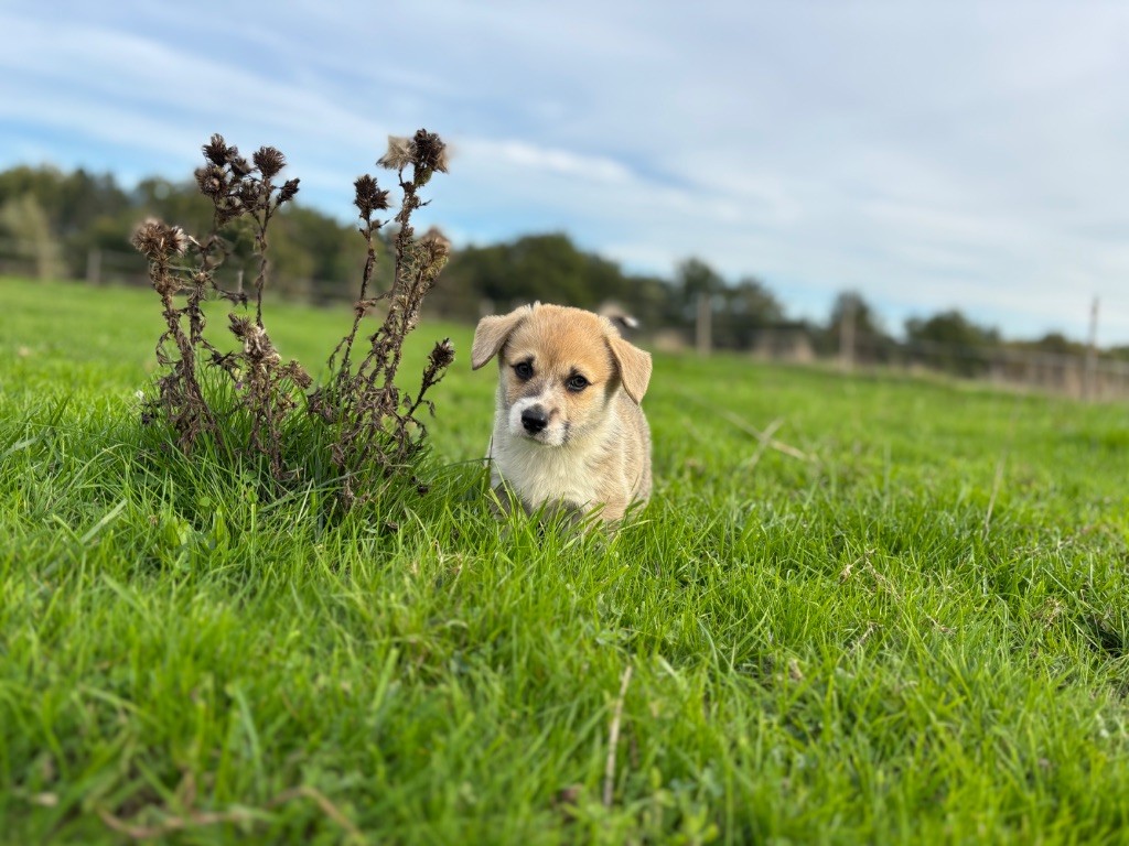 des Douces Merveilles - Chiots disponibles - Welsh Corgi Pembroke