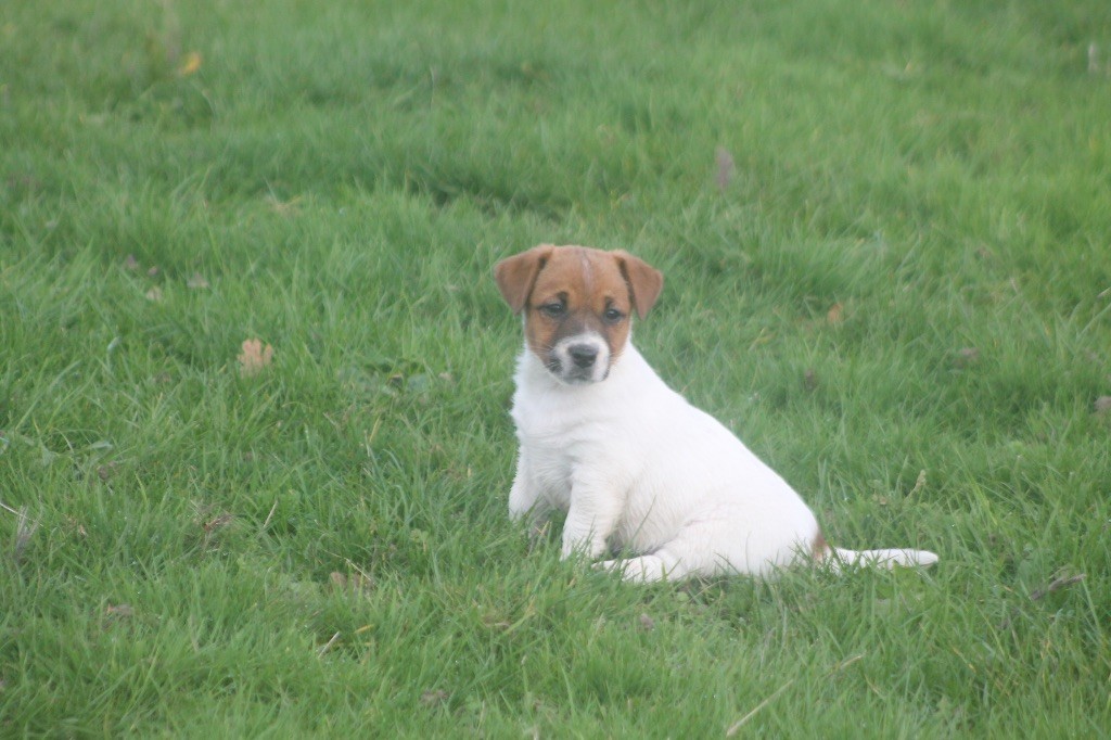 des Douces Merveilles - Chiots disponibles - Jack Russell Terrier