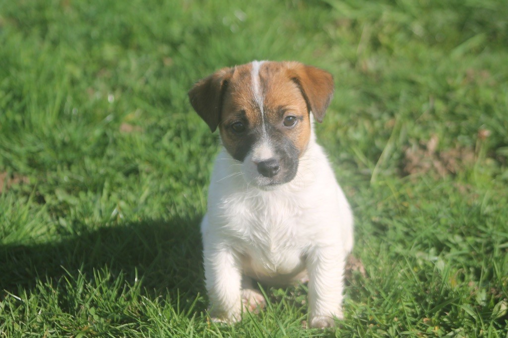 des Douces Merveilles - Chiots disponibles - Jack Russell Terrier