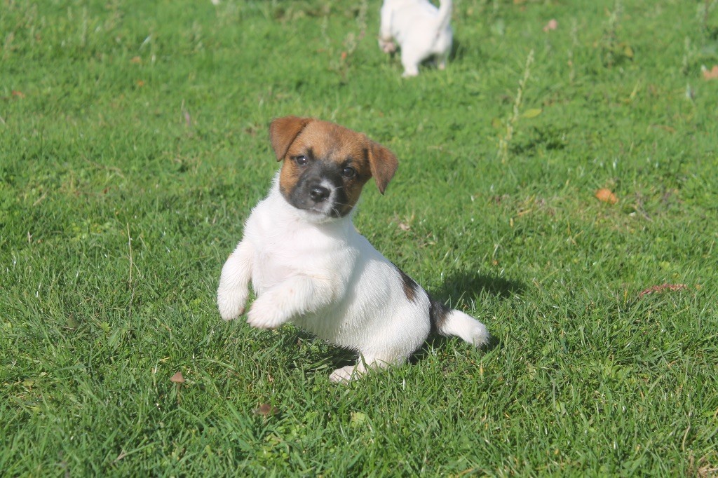 des Douces Merveilles - Chiots disponibles - Jack Russell Terrier