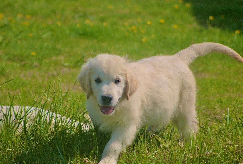 des Douces Merveilles - Chiots disponibles - Golden Retriever