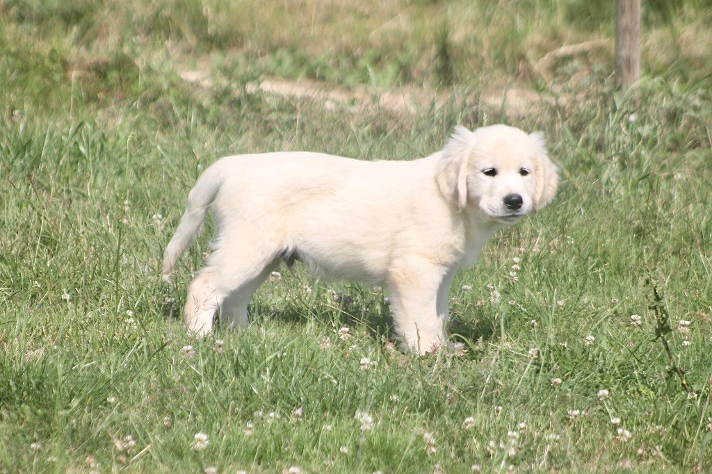 des Douces Merveilles - Chiots disponibles - Golden Retriever