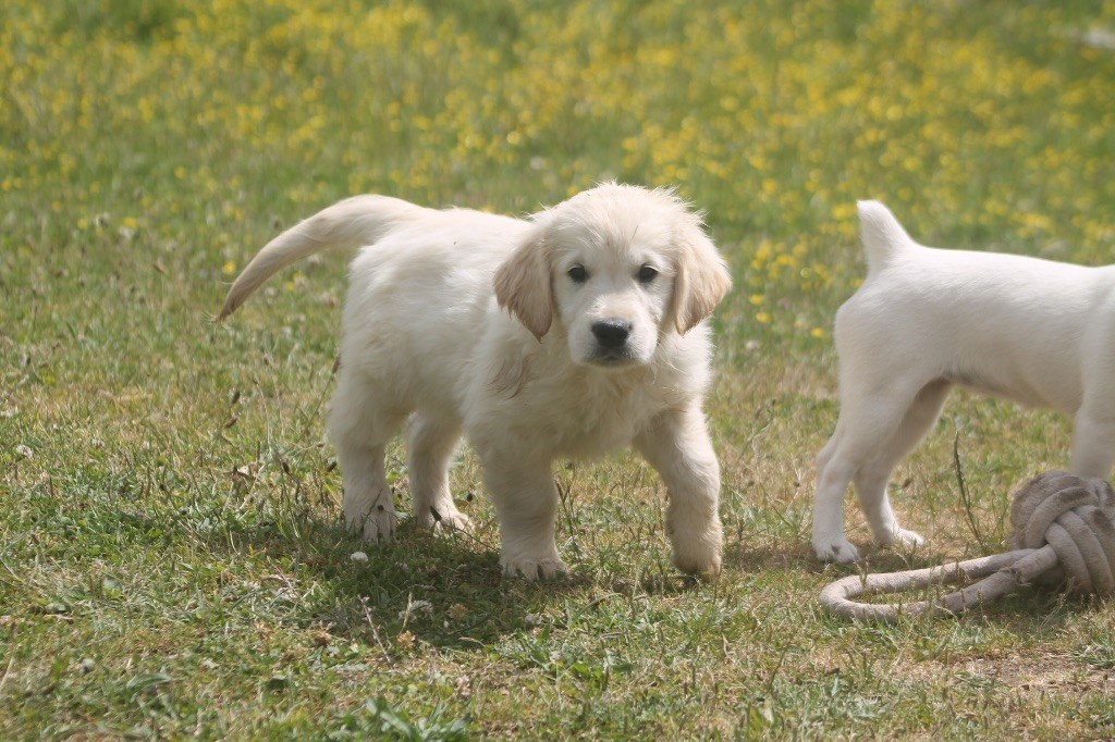des Douces Merveilles - Chiots disponibles - Golden Retriever