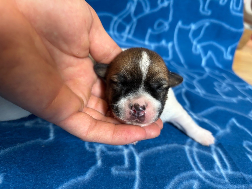 des Douces Merveilles - Chiots disponibles - Jack Russell Terrier